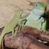 Fidschi-Leguan Mit NZ